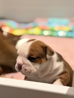 Les chiots de Bulldog Anglais
