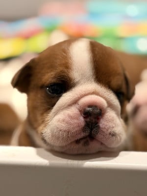 Les chiots de Bulldog Anglais