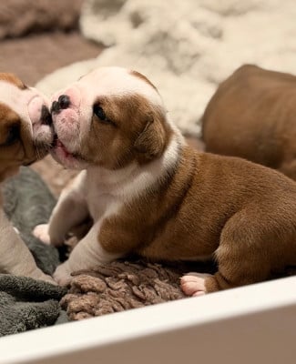 Les chiots de Bulldog Anglais