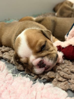 Les chiots de Bulldog Anglais