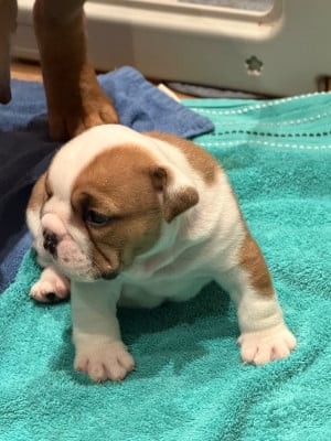 Les chiots de Bulldog Anglais