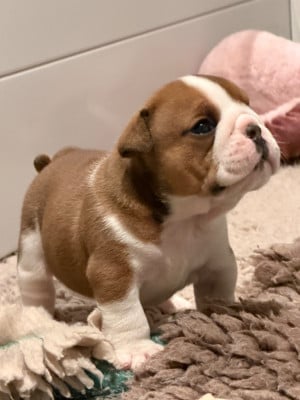 Les chiots de Bulldog Anglais