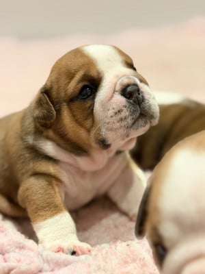 Les chiots de Bulldog Anglais