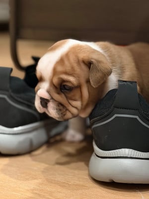 Les chiots de Bulldog Anglais