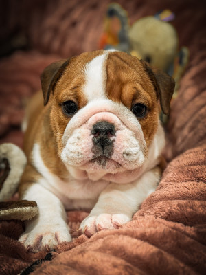 Les chiots de Bulldog Anglais