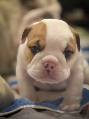 Les chiots de Bulldog Anglais