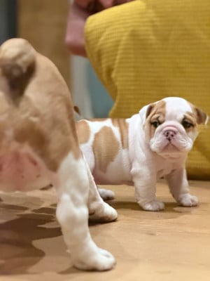 Les chiots de Bulldog Anglais