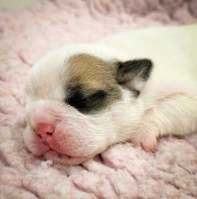 Les chiots de Bulldog Anglais