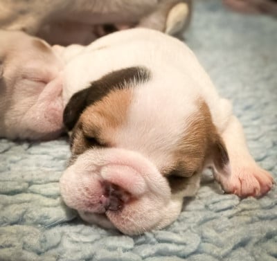 Les chiots de Bulldog Anglais