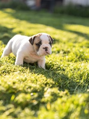 Les chiots de Bulldog Anglais