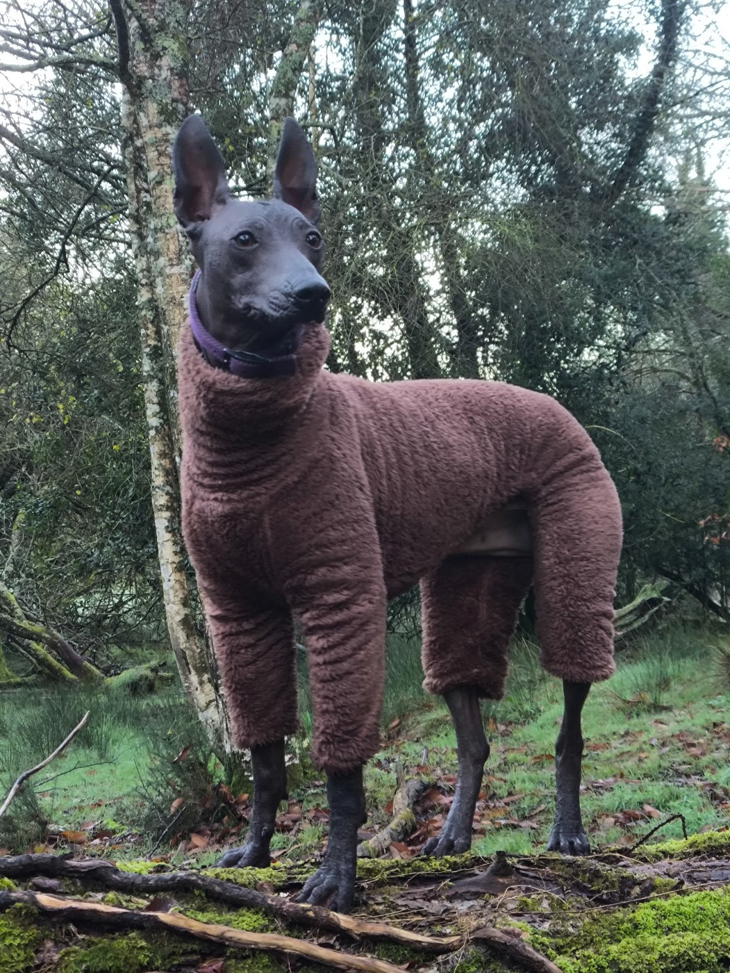 Publication : T'y Breiz