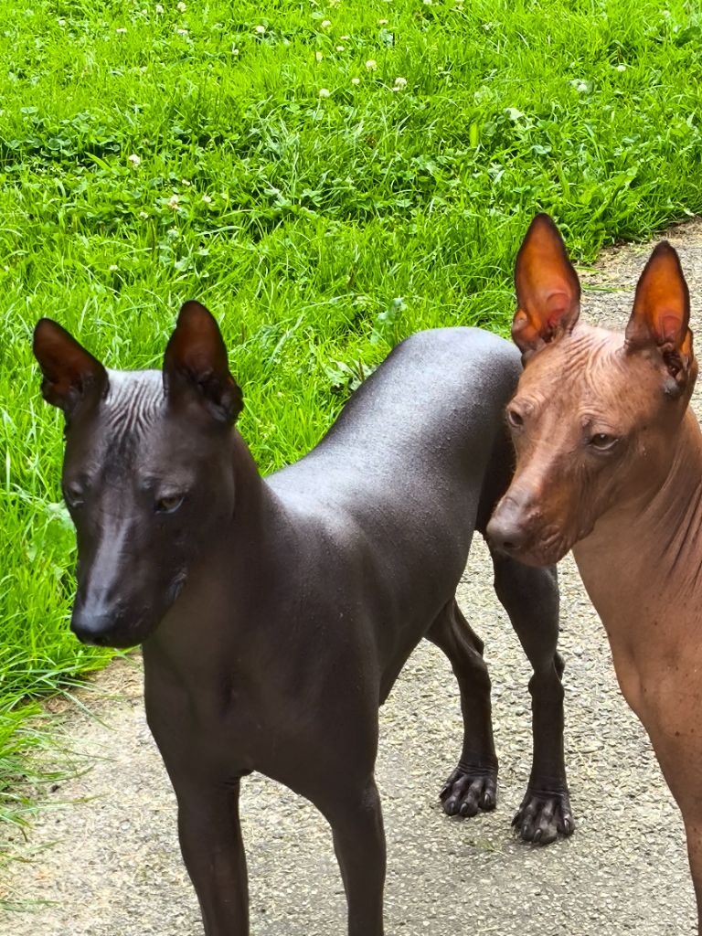 Rénata inca des ti'bidoums