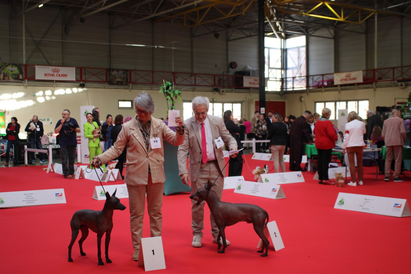 CH. Susi Huaytara - Meilleure de race, troisième du Best In Show