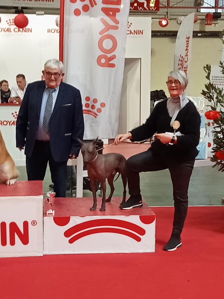 Urlu T'y Breiz - CACIB jeune, Meilleur jeune, meilleur de race , troisième de groupe