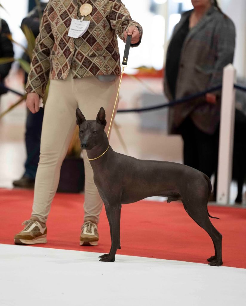 Urlu T'y Breiz - CACS-CACIB-BOB