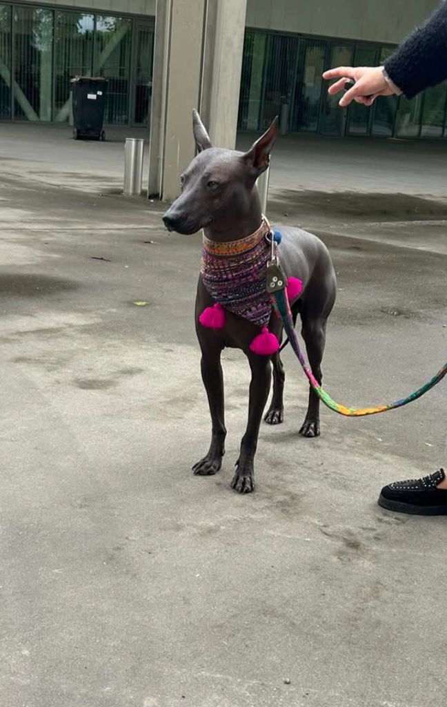 Urlu T'y Breiz - Double CACS, double BOB, CACIB