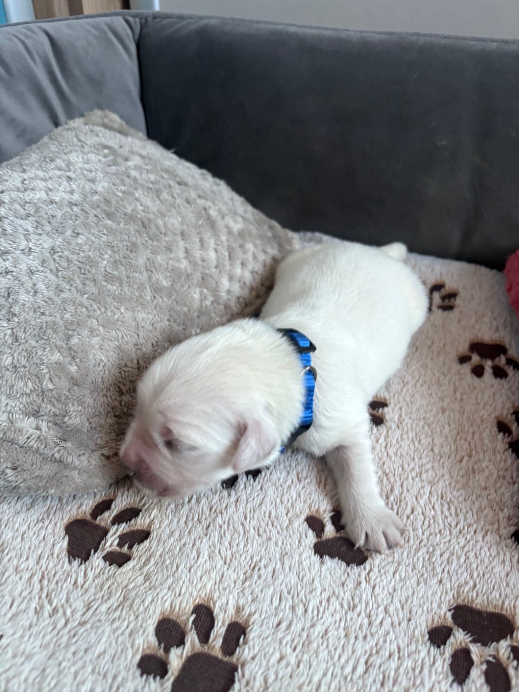 Le bleu Foncé - Golden Retriever