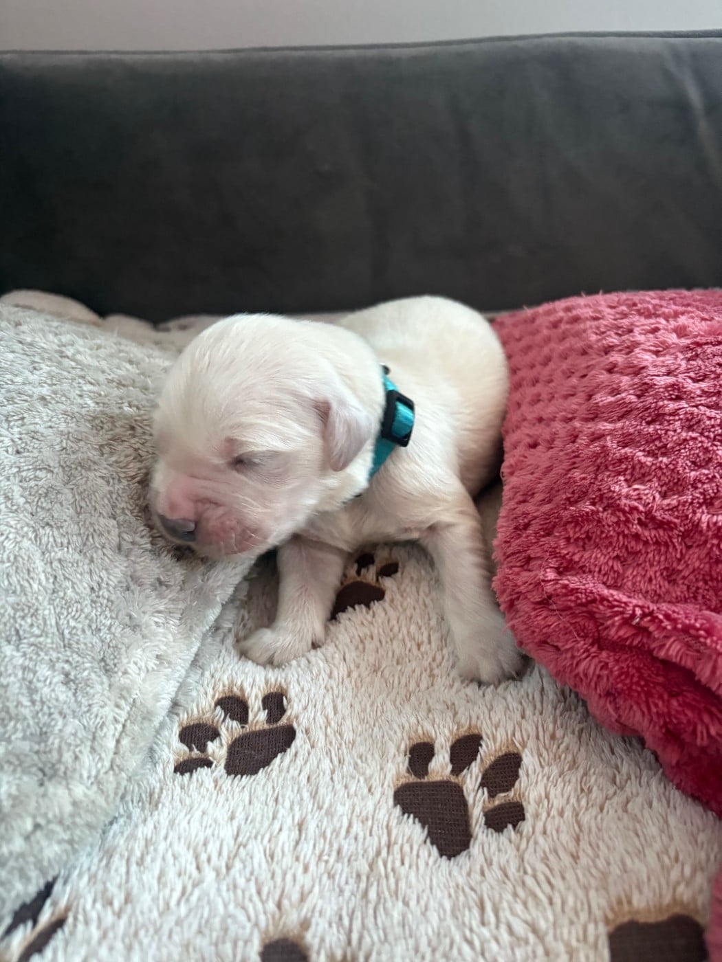 Le Bleu - Golden Retriever