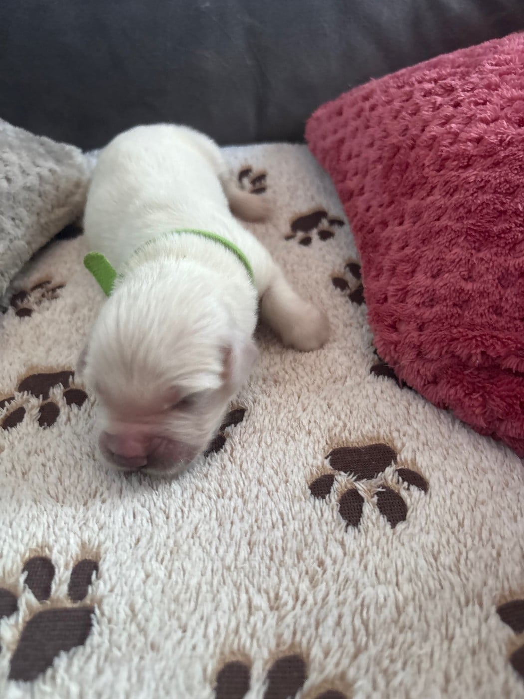 Le Vert - Golden Retriever