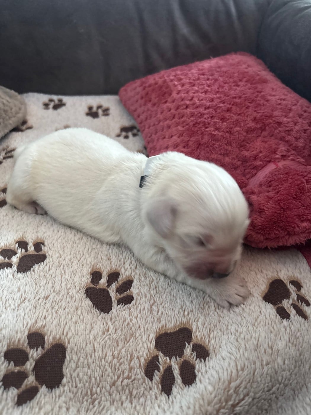 Gris - Golden Retriever