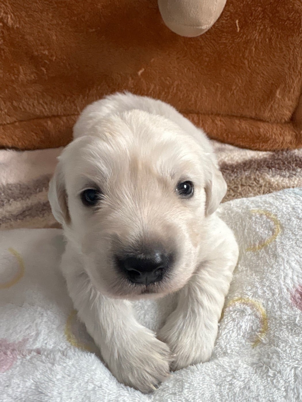 Golden Retriever - Ouaf Domaine Des Goldies