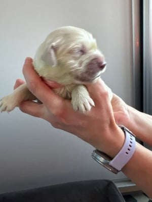 Les chiots de Golden Retriever