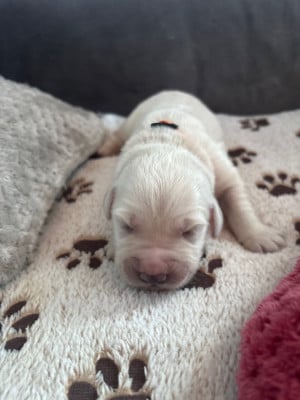 Les chiots de Golden Retriever