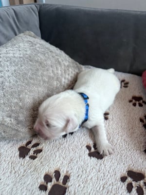Les chiots de Golden Retriever
