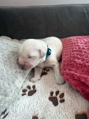 Les chiots de Golden Retriever