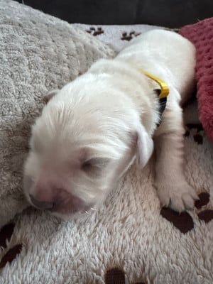 Les chiots de Golden Retriever