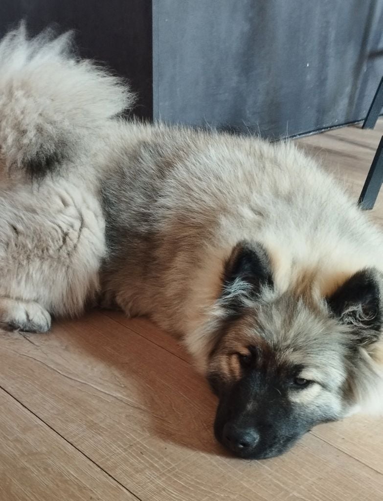 Valhalla véneriss Des crinières de feu