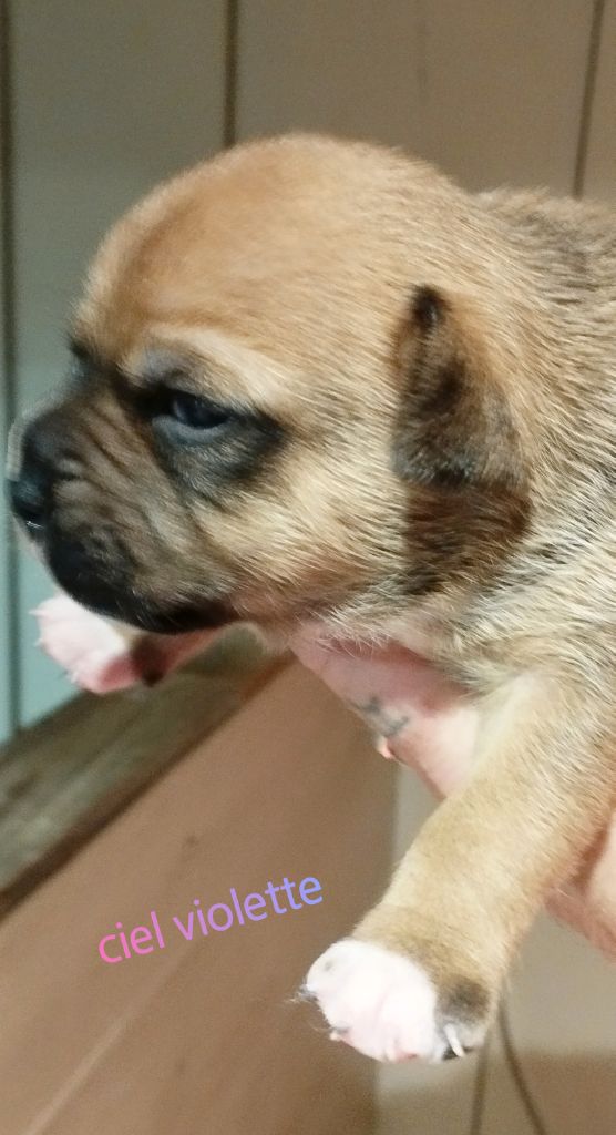 A'bonnie angel Guardians Of Storming Wheel