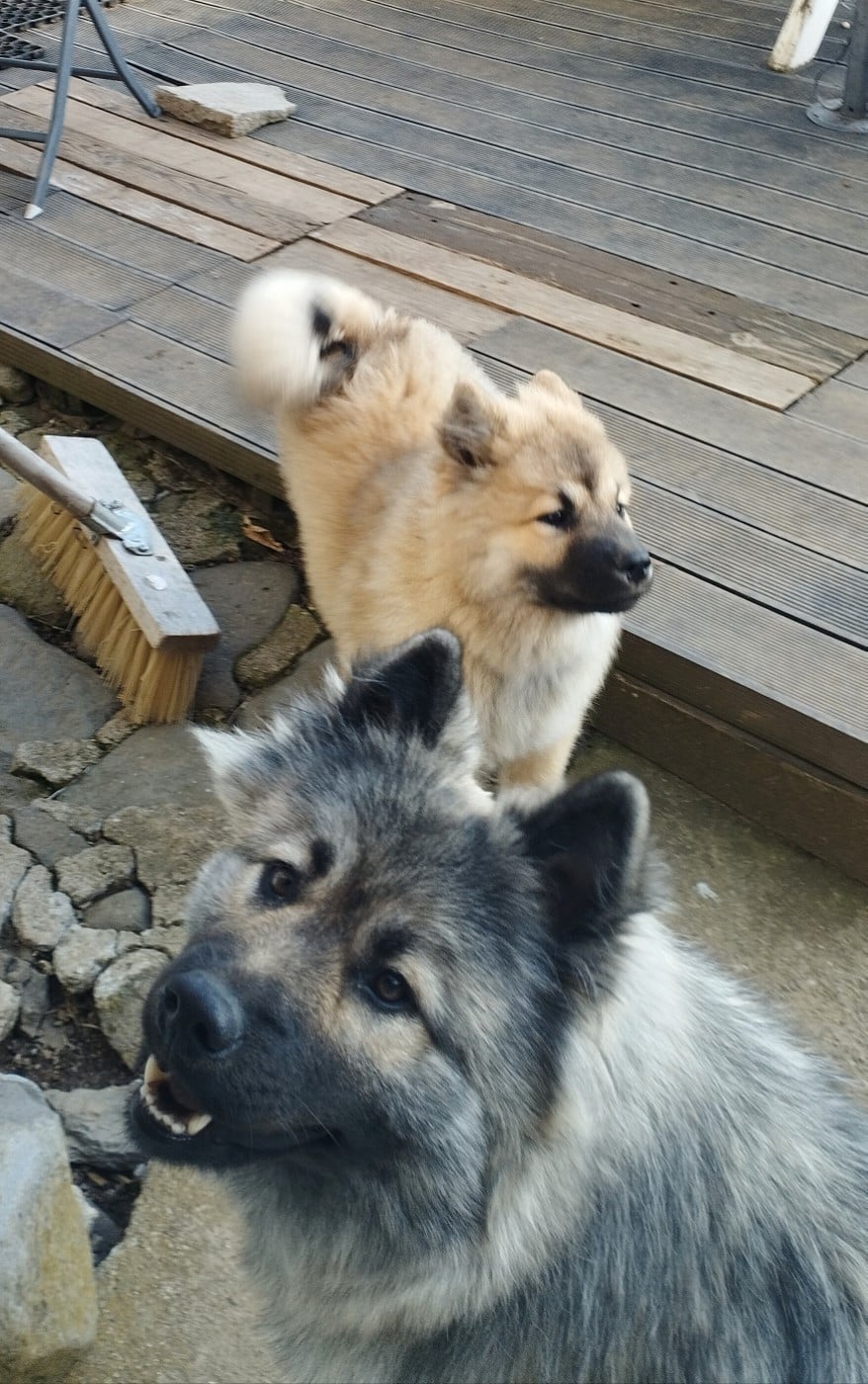 Valhalla véneriss Des crinières de feu