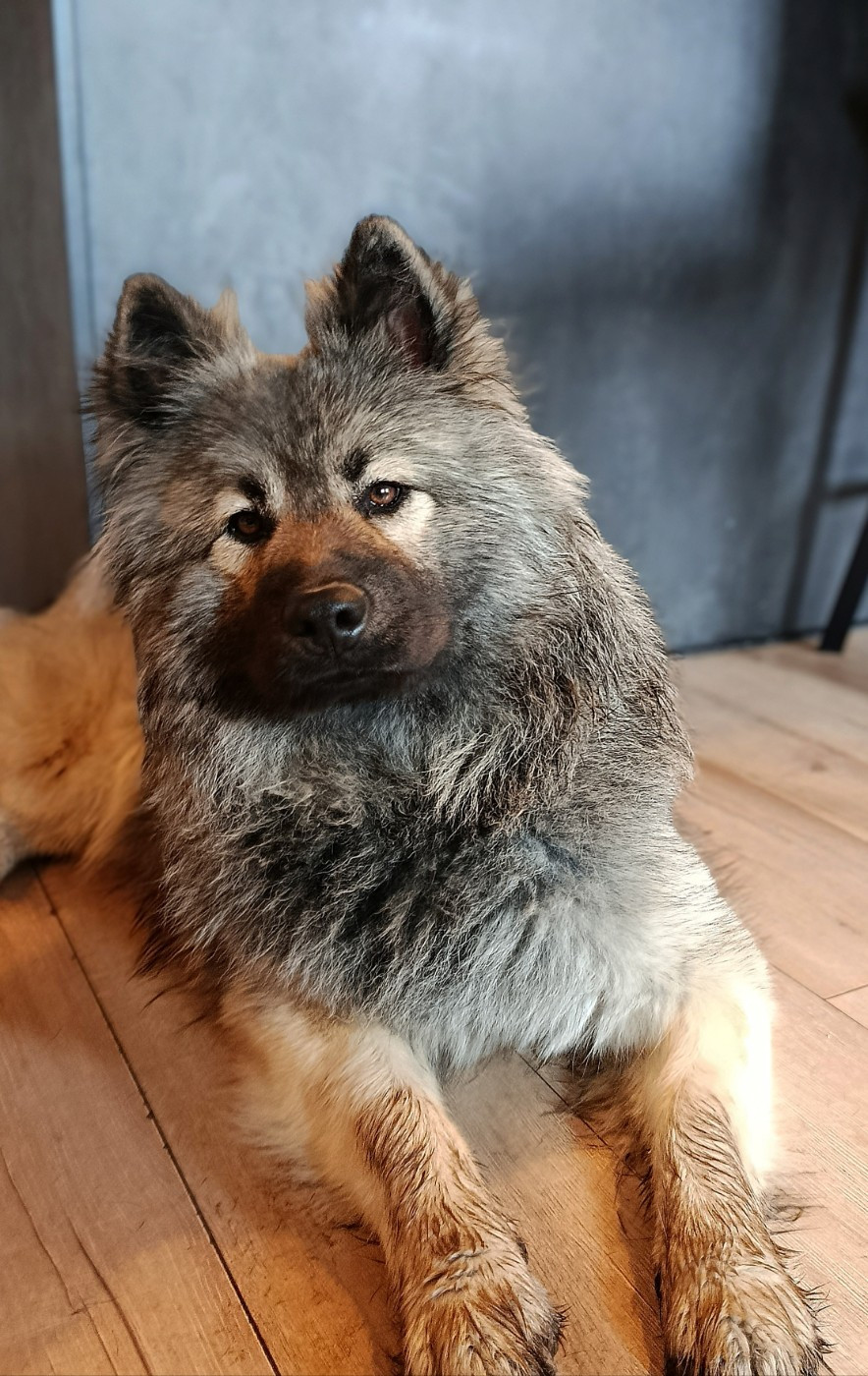 Valhalla véneriss Des crinières de feu