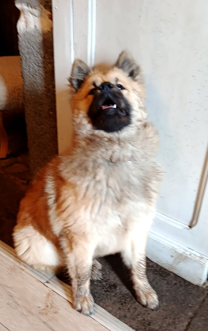 Akirèle lhamo Shakia de nibele