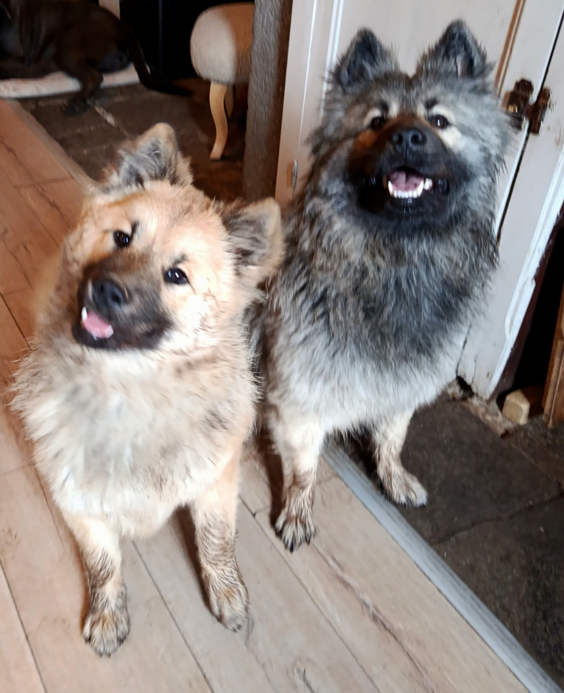 Akirèle lhamo Shakia de nibele