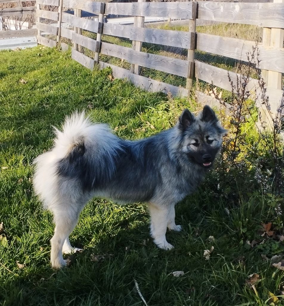 Valhalla véneriss Des crinières de feu