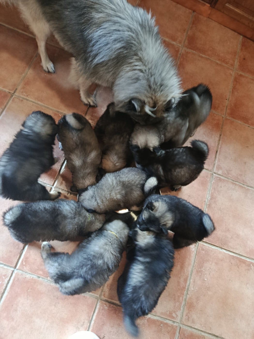 Eurasier - Guardians Of Storming Wheel