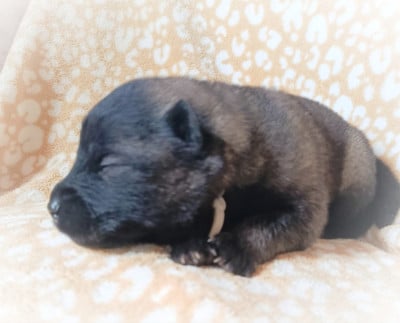 Les chiots de Eurasier