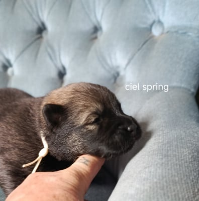 Les chiots de Eurasier