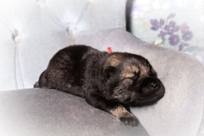 Les chiots de Eurasier