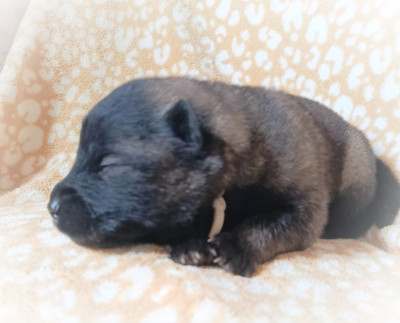 Les chiots de Eurasier