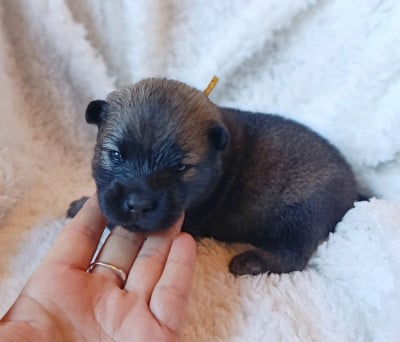 Les chiots de Eurasier