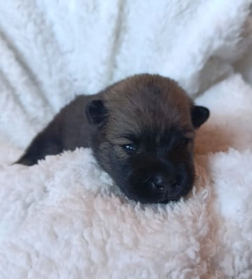 Les chiots de Eurasier
