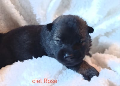 Les chiots de Eurasier