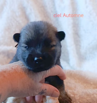 Les chiots de Eurasier
