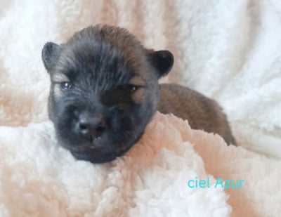 Les chiots de Eurasier