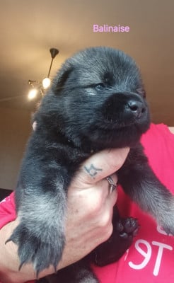 Les chiots de Eurasier