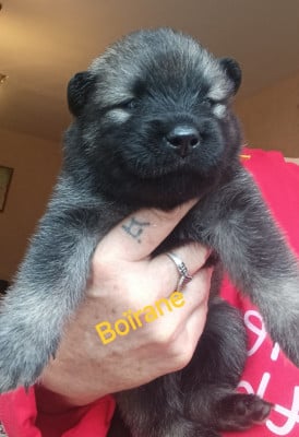 Les chiots de Eurasier