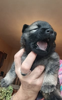 Les chiots de Eurasier